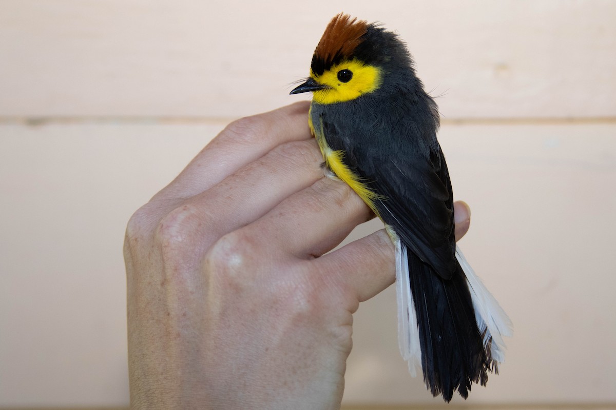 Collared Redstart - Alex Lamoreaux