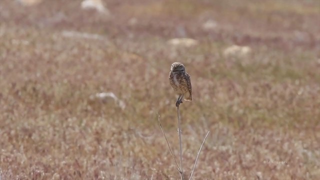 Mochuelo de Madriguera (hypugaea/rostrata) - ML218644341