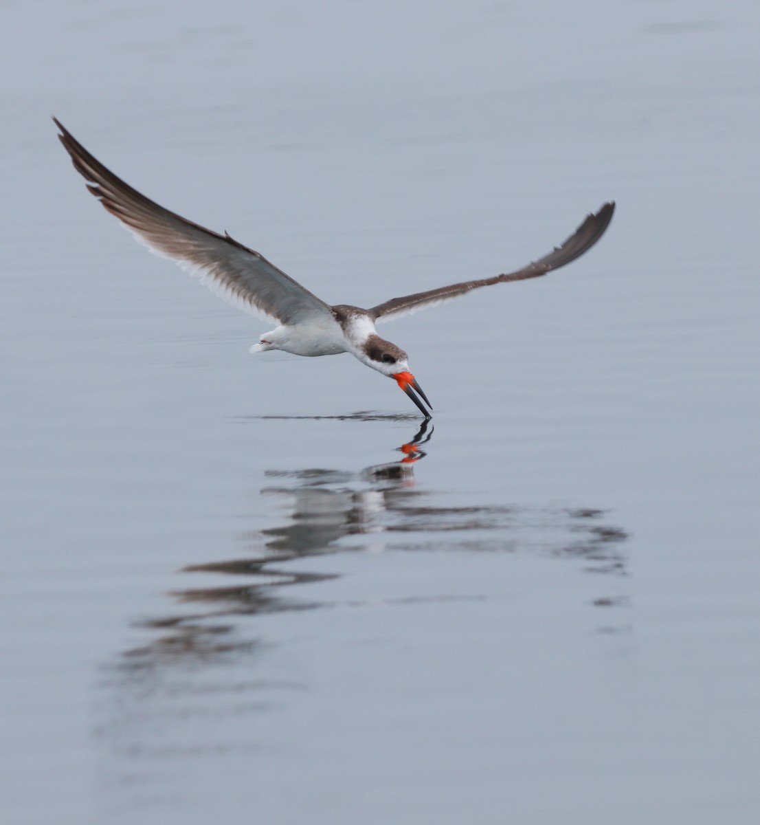 Black Skimmer - Zebedee Muller