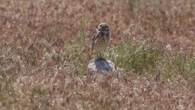 sýček králičí (ssp. hypugaea/rostrata) - ML218645141