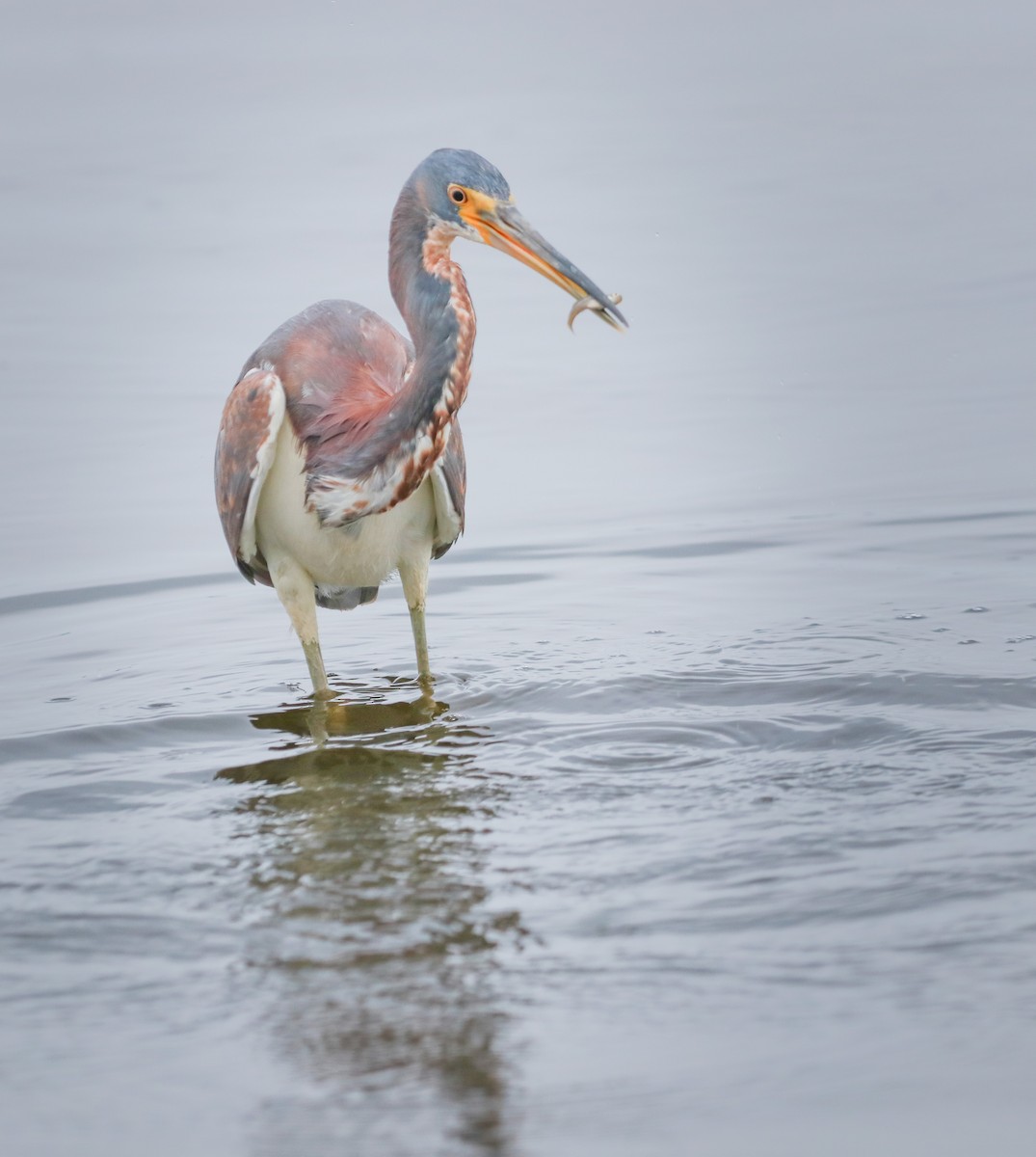 Tricolored Heron - Zebedee Muller