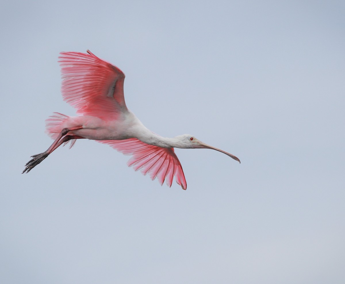 Roseate Spoonbill - Zebedee Muller