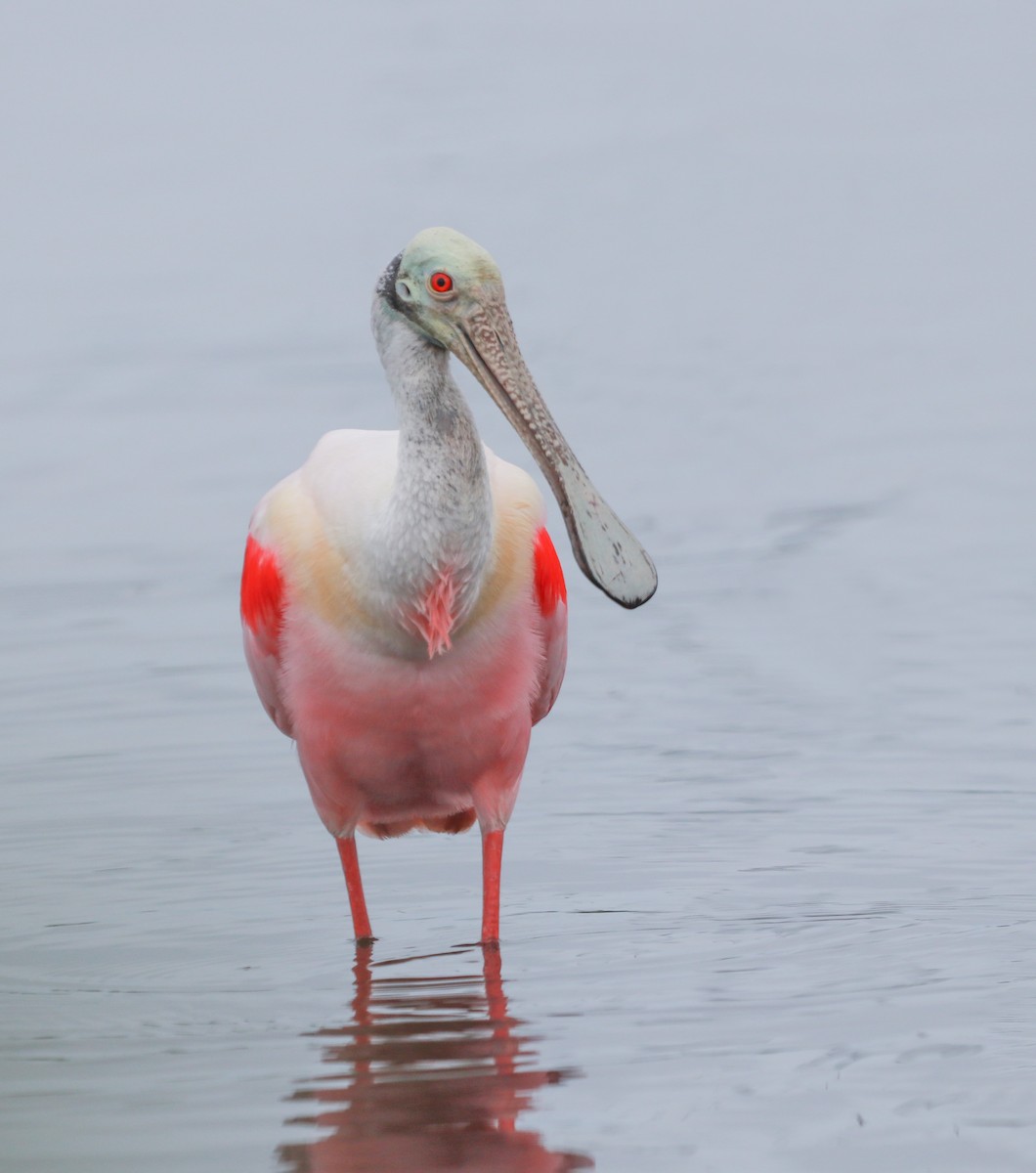 Roseate Spoonbill - Zebedee Muller