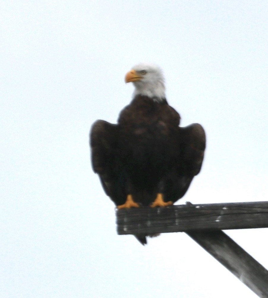 Bald Eagle - Zebedee Muller