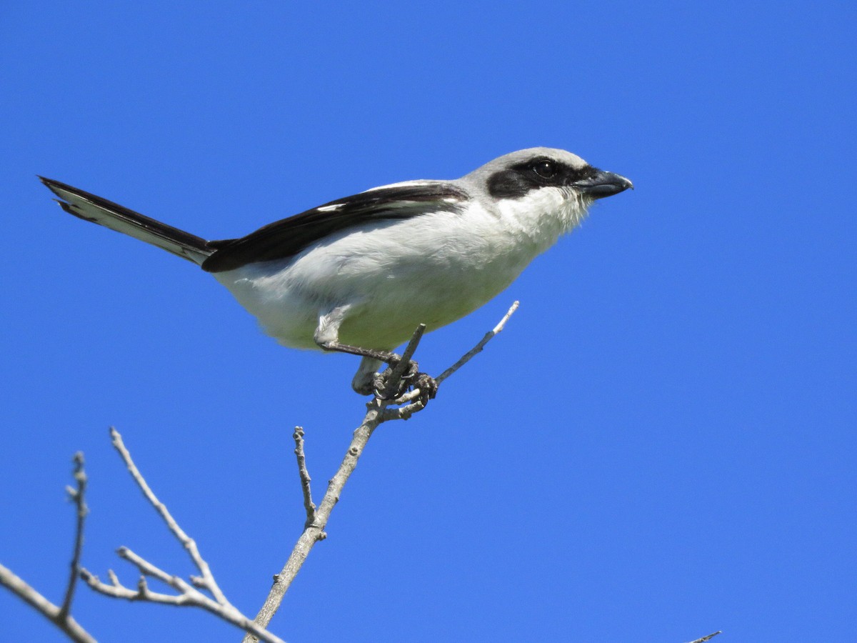 Loggerhead Shrike - ML218647071