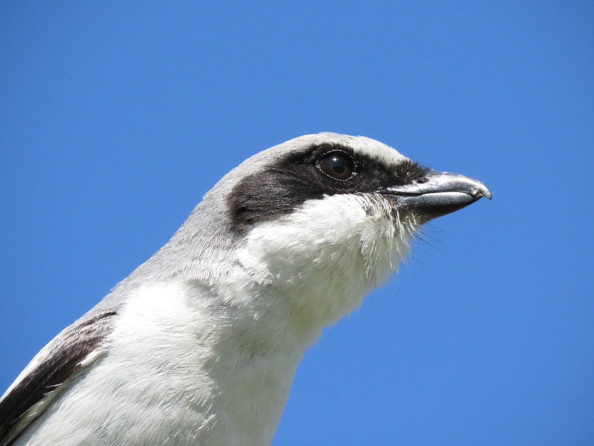 Loggerhead Shrike - ML218647101