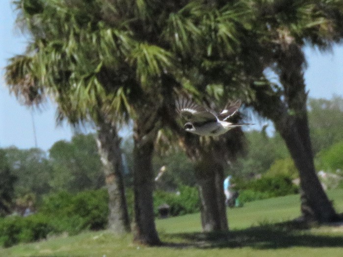 Loggerhead Shrike - ML218647121