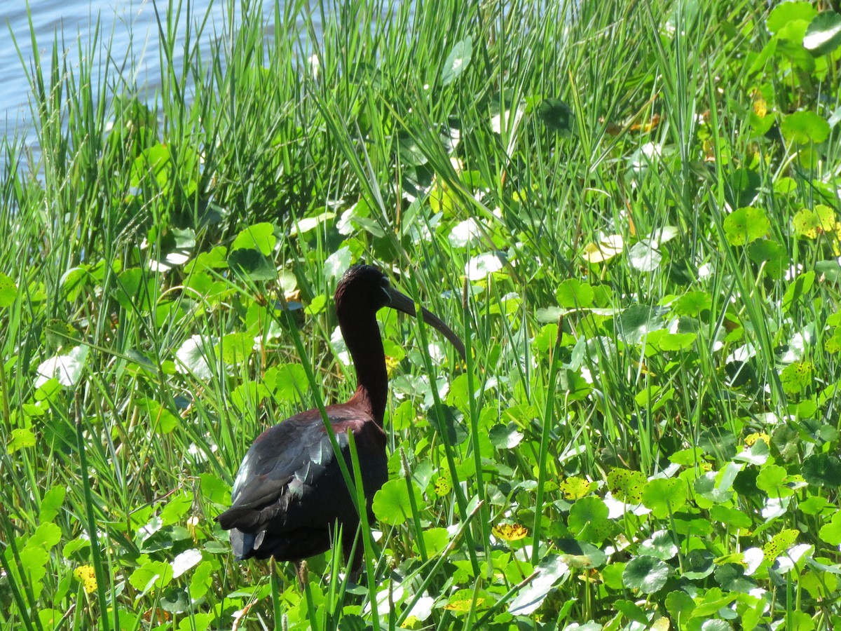 Glossy Ibis - ML218647331