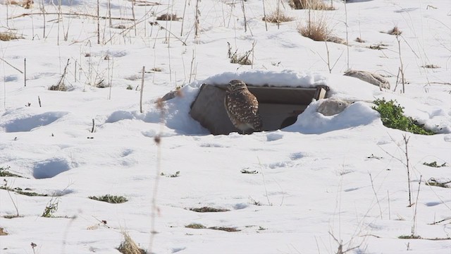 Burrowing Owl (Western) - ML218647371