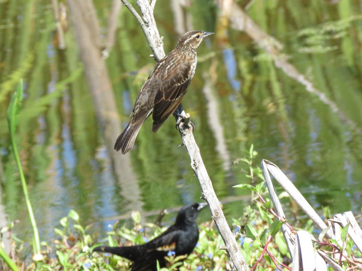 Red-winged Blackbird - ML218647421