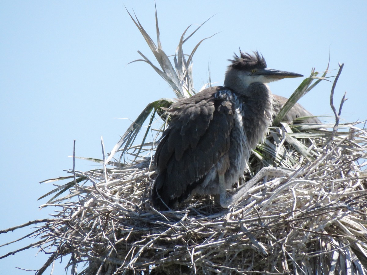 Great Blue Heron - ML218647561