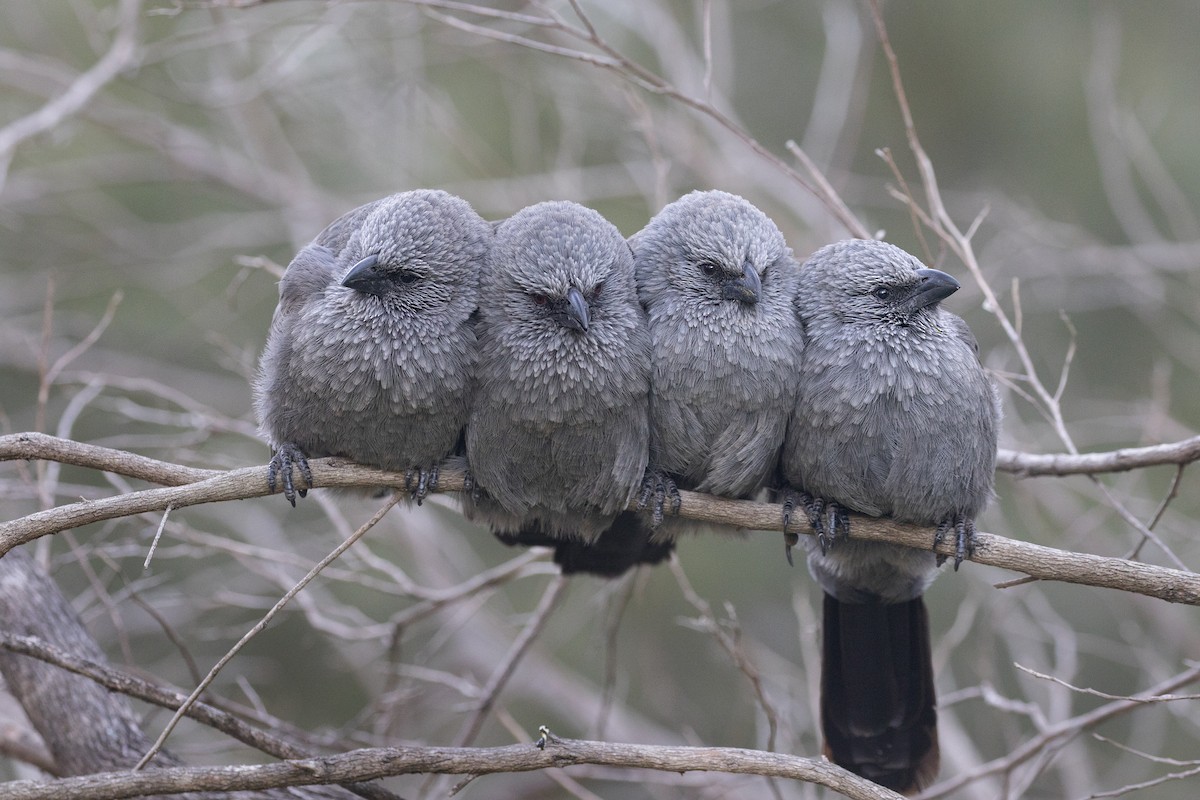 Apostlebird - Timothy Paasila