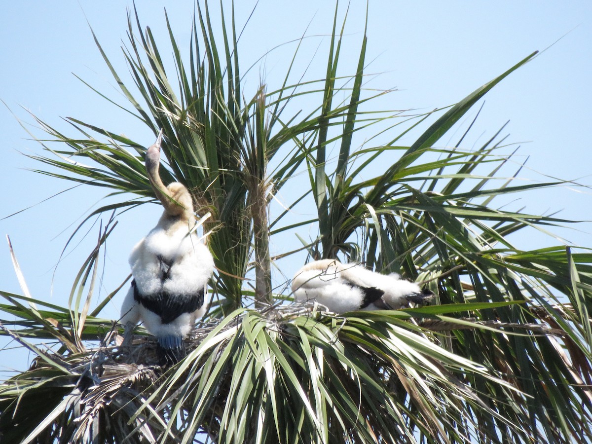 anhinga americká - ML218647771