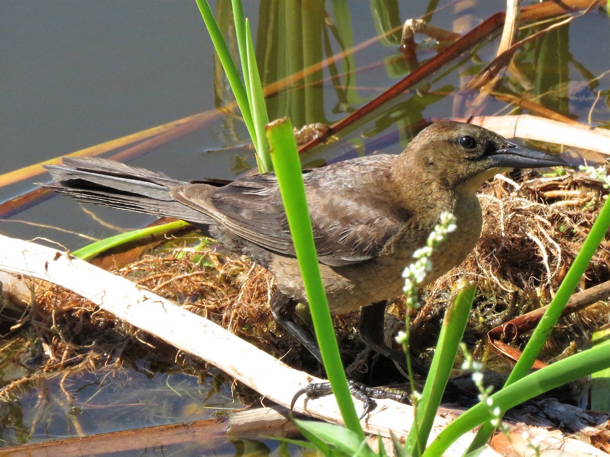 Boat-tailed Grackle - ML218647781