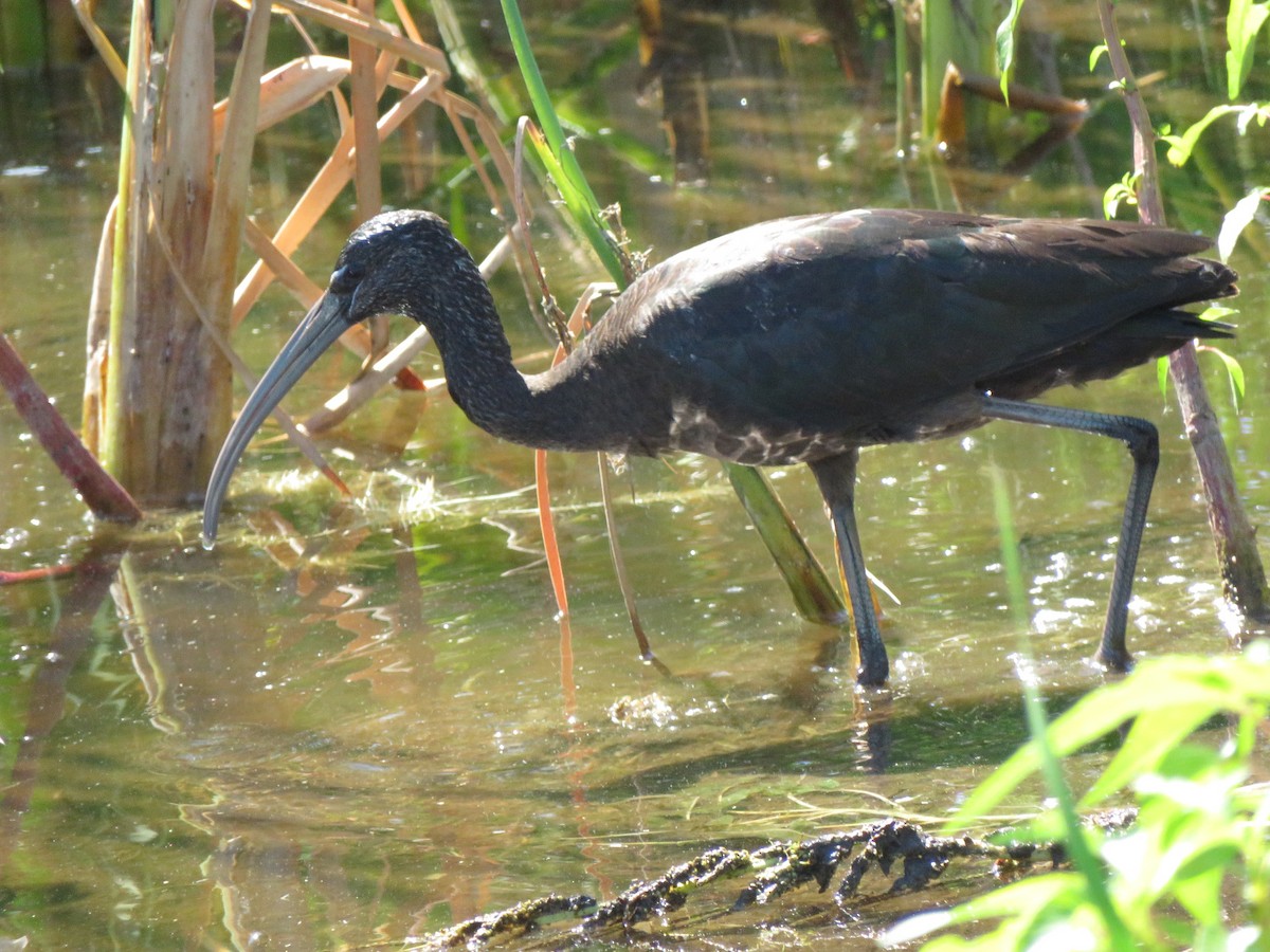 Glossy Ibis - ML218647831