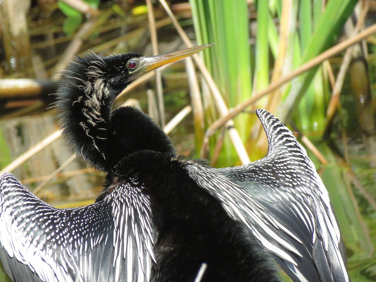 anhinga americká - ML218647961