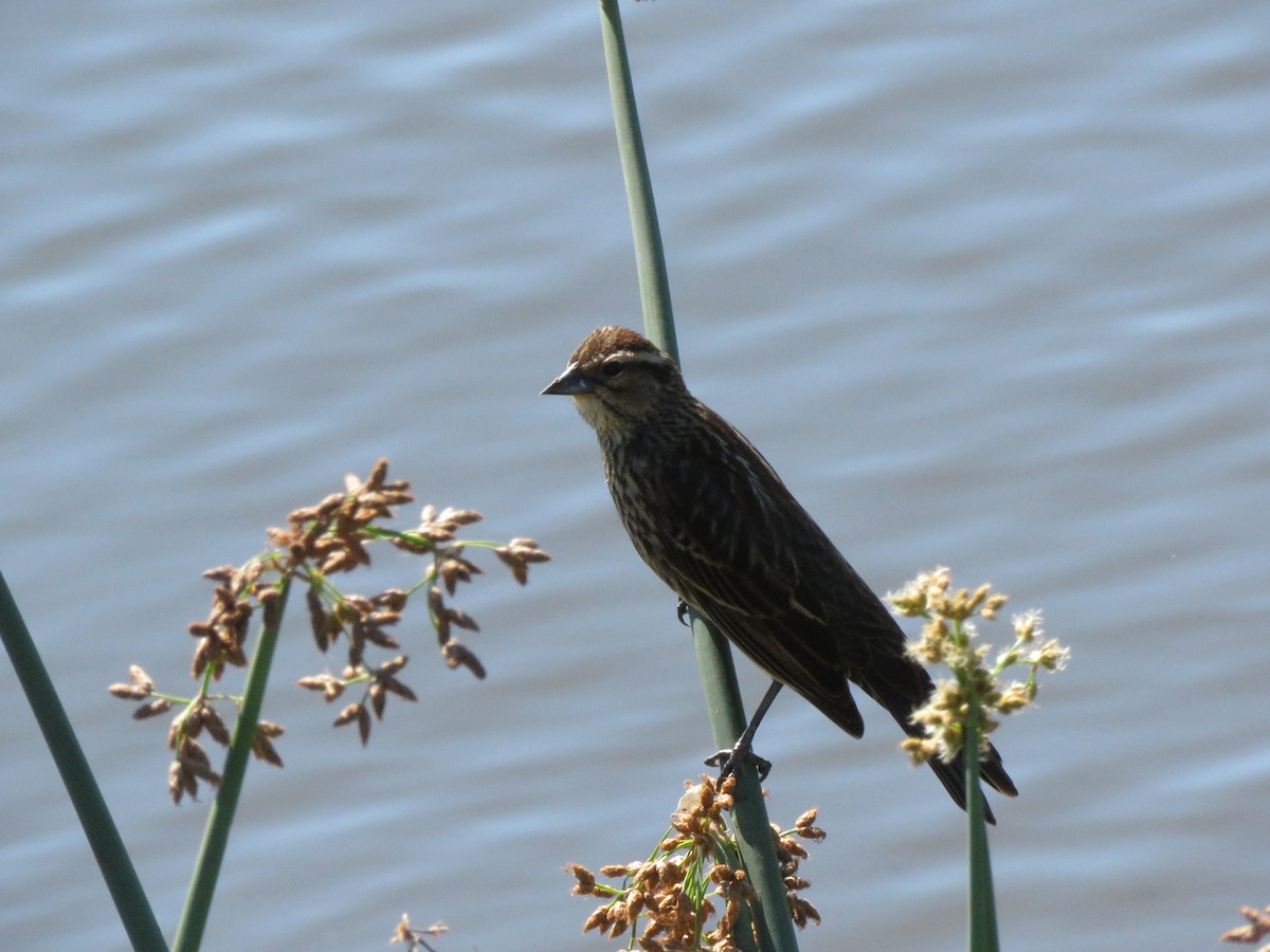 Red-winged Blackbird - ML218647971