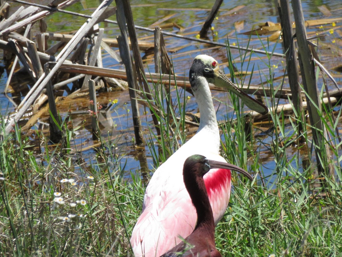 Roseate Spoonbill - ML218648041