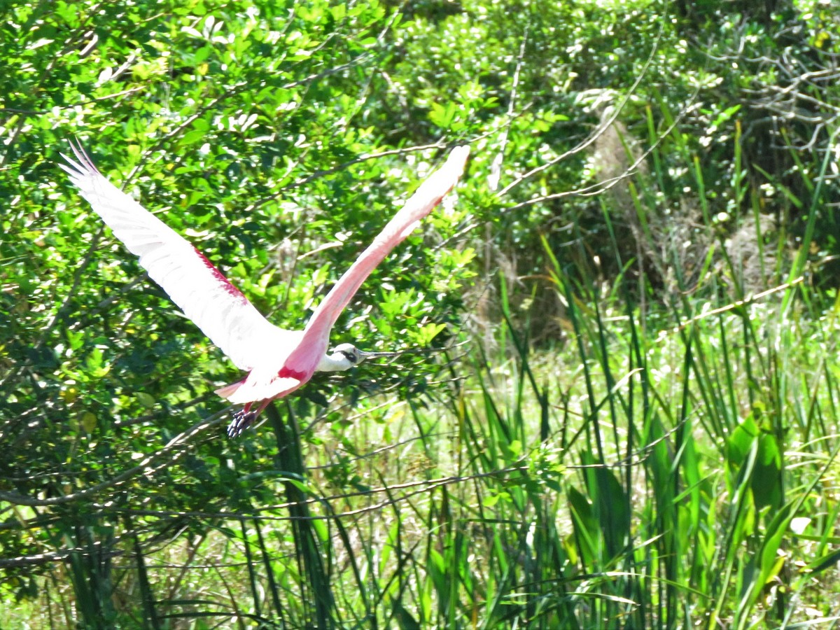 Roseate Spoonbill - ML218648051