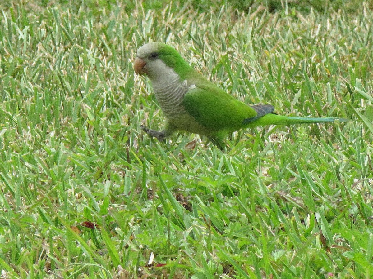 Monk Parakeet - ML218648311