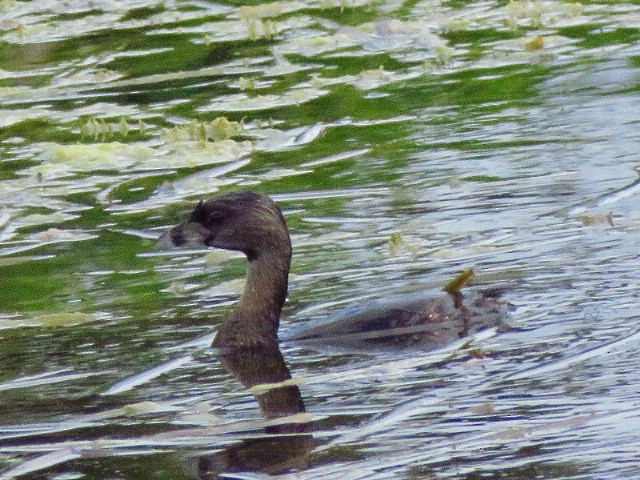 Pied-billed Grebe - ML218648411