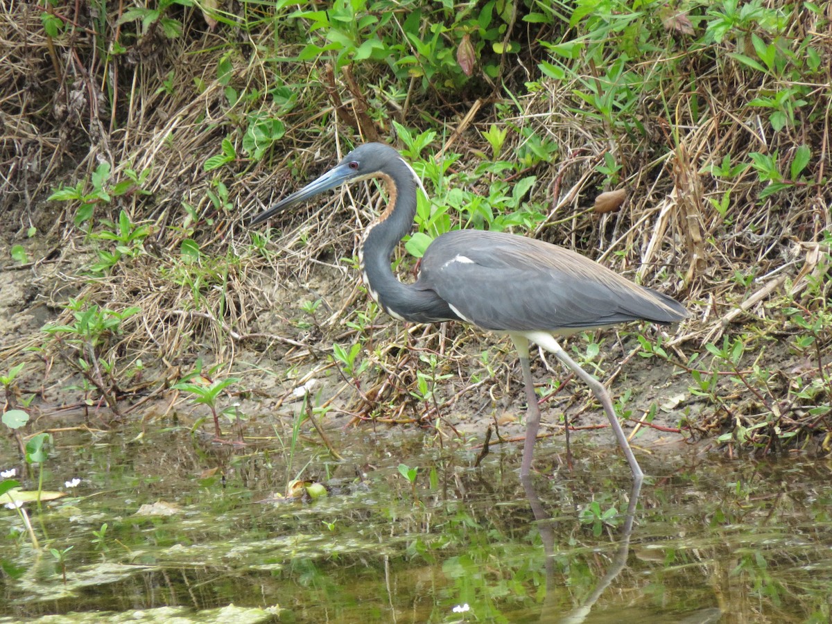 Tricolored Heron - Timothy Piranian