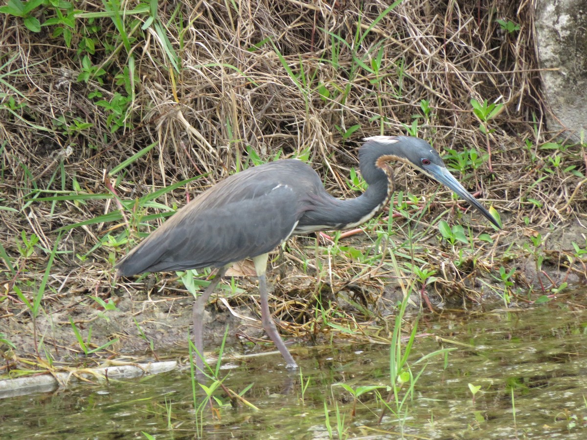 Tricolored Heron - ML218648671