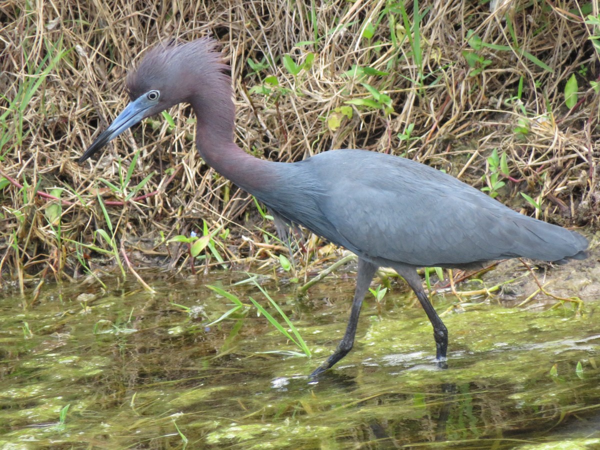 Little Blue Heron - Timothy Piranian