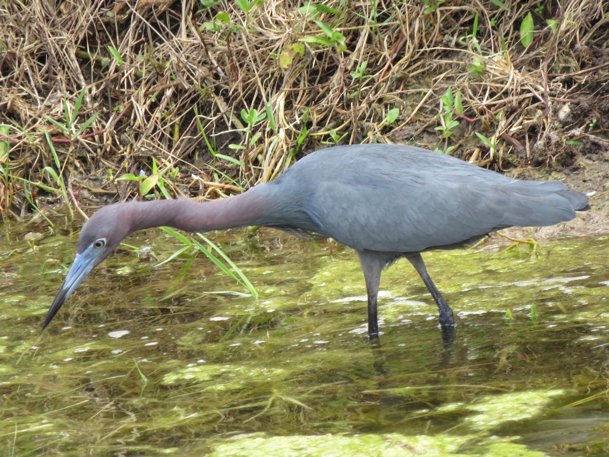 Little Blue Heron - ML218648741