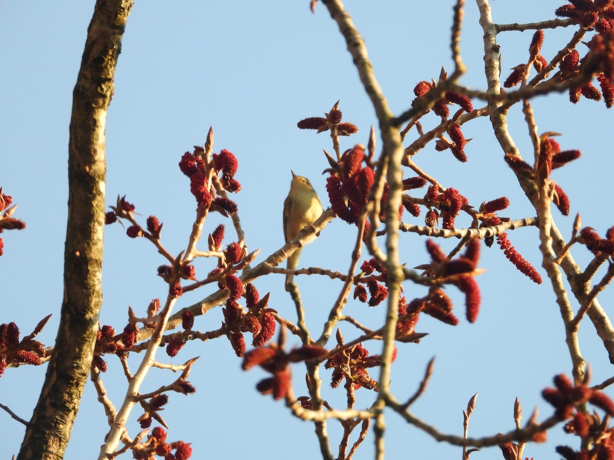 Common Chiffchaff - ML218650701