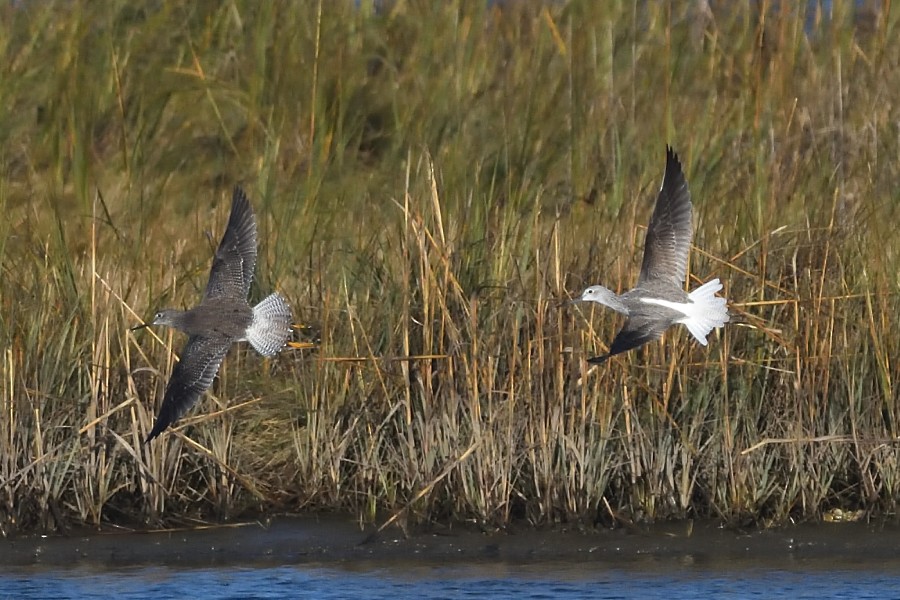 Common Greenshank - ML218651811