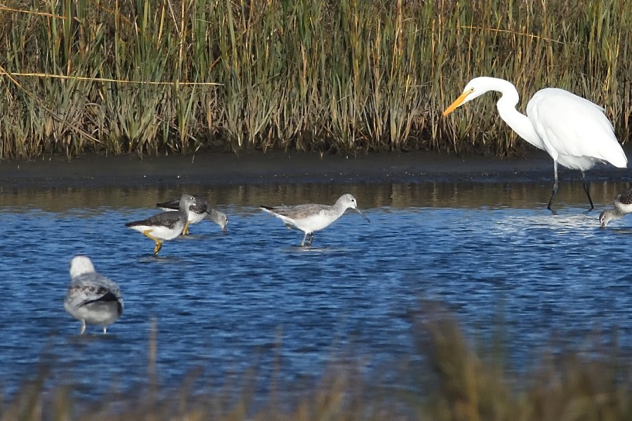 Common Greenshank - Dave DeReamus