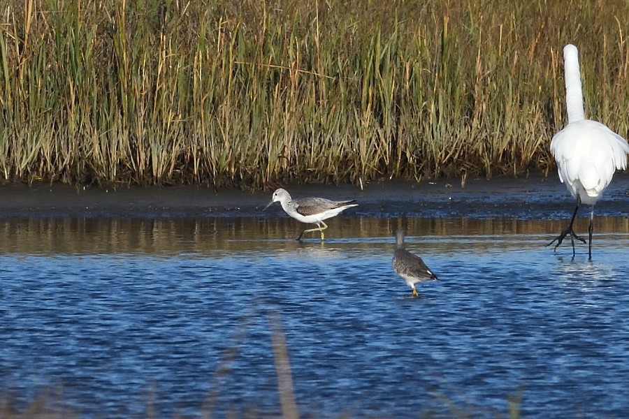 Common Greenshank - ML218651931