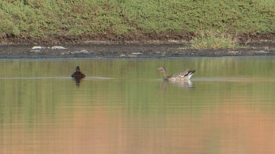 Canard à crinière - ML218652751