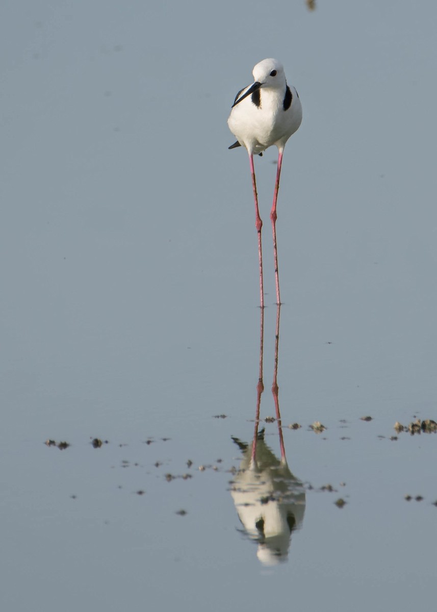 Pied Stilt - Bill Bacon