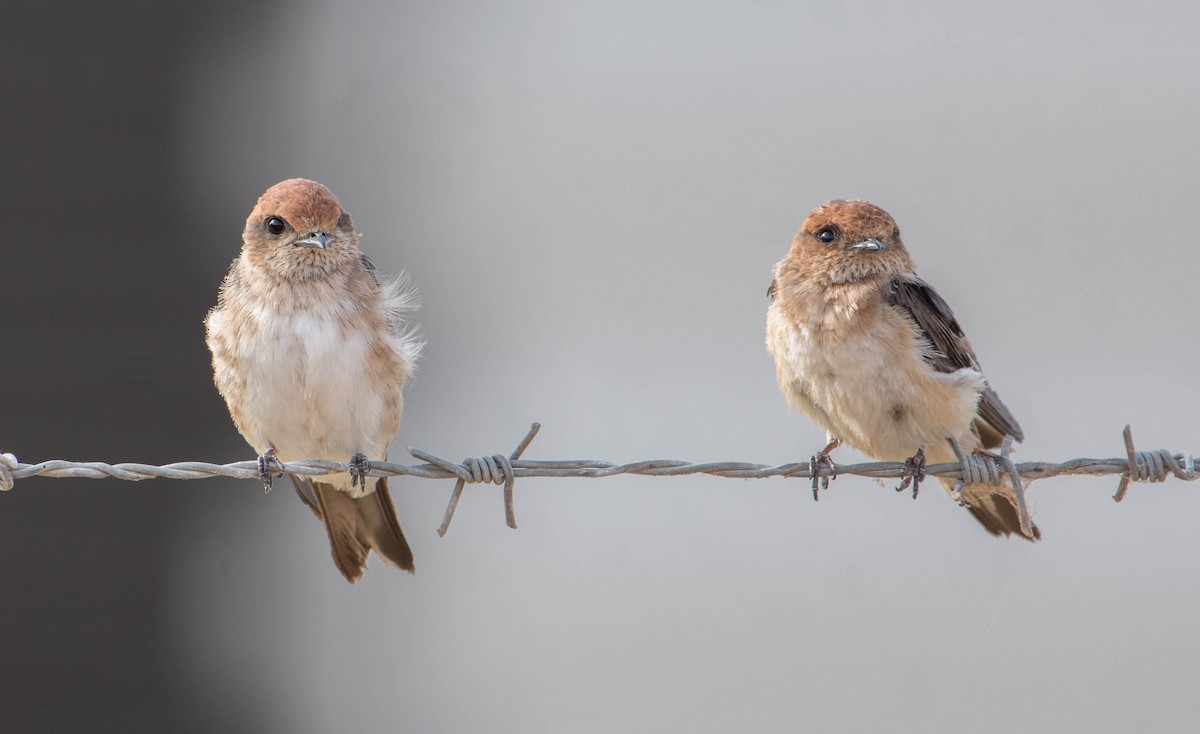 Fairy Martin - Bill Bacon