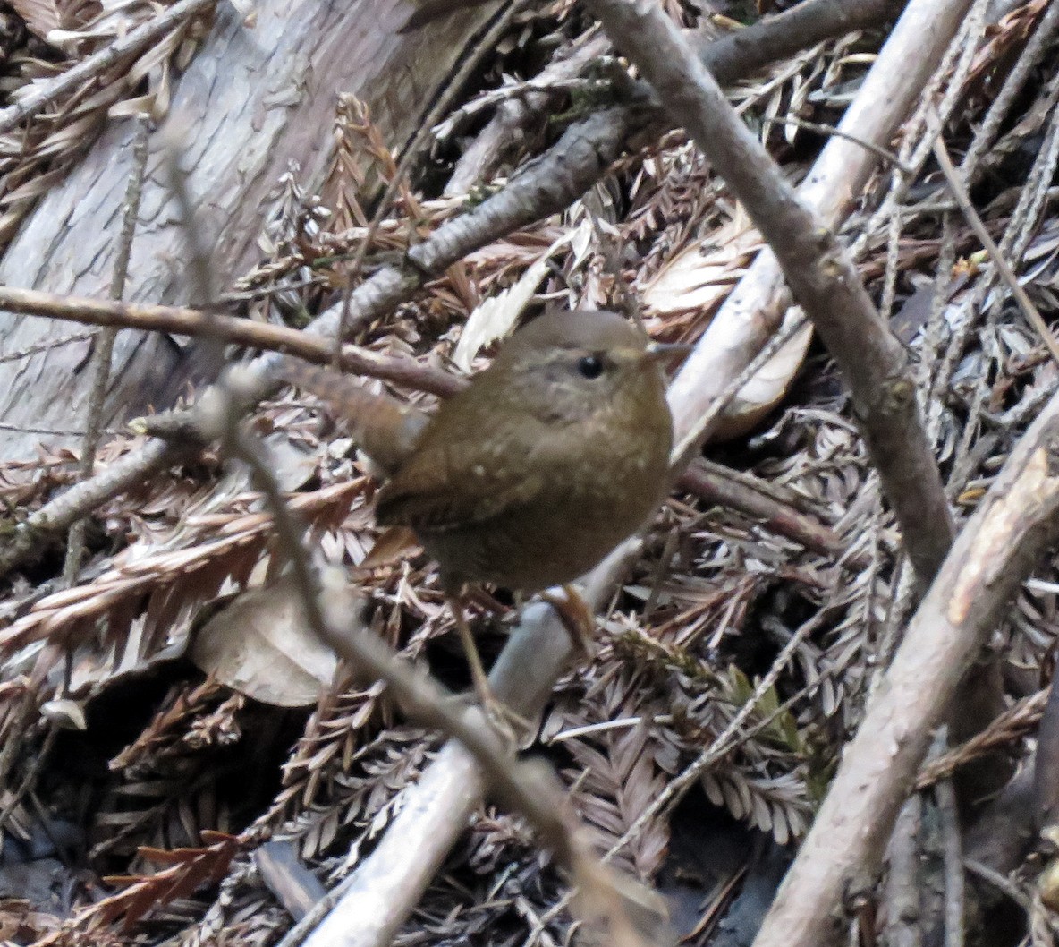 Pacific Wren - ML218653831