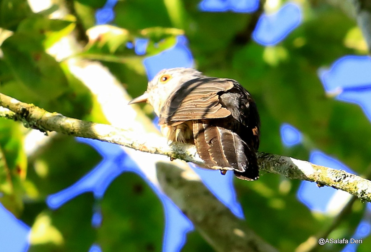 Brush Cuckoo (Sunda) - ML218654381