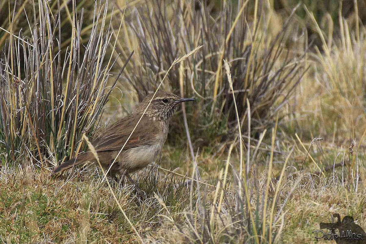 Streak-throated Canastero - Pedro Allasi Condo - COAP - COLLAGUA BIRDER