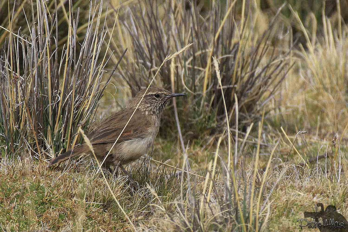 Streak-throated Canastero - Pedro Allasi Condo - COAP - COLLAGUA BIRDER