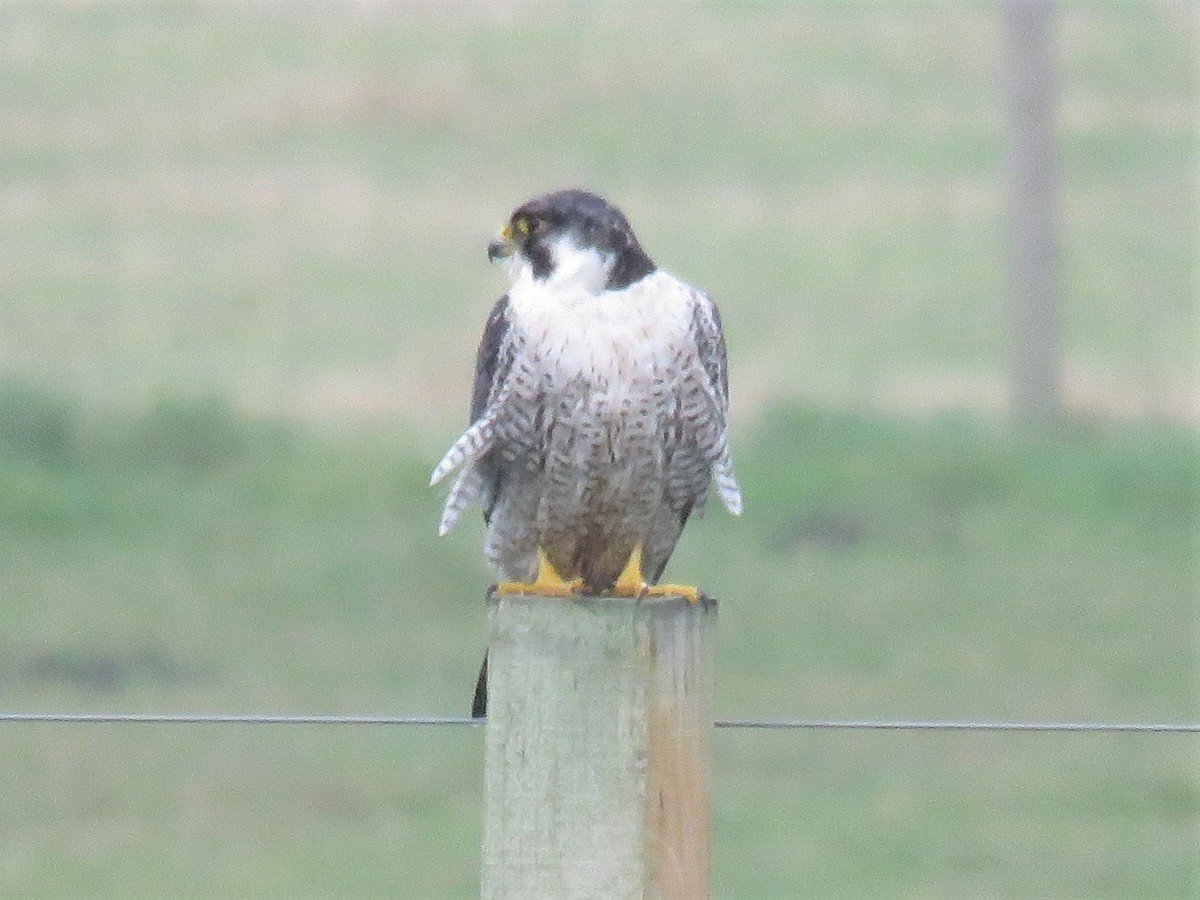 Peregrine Falcon (Eurasian) - ML218657111