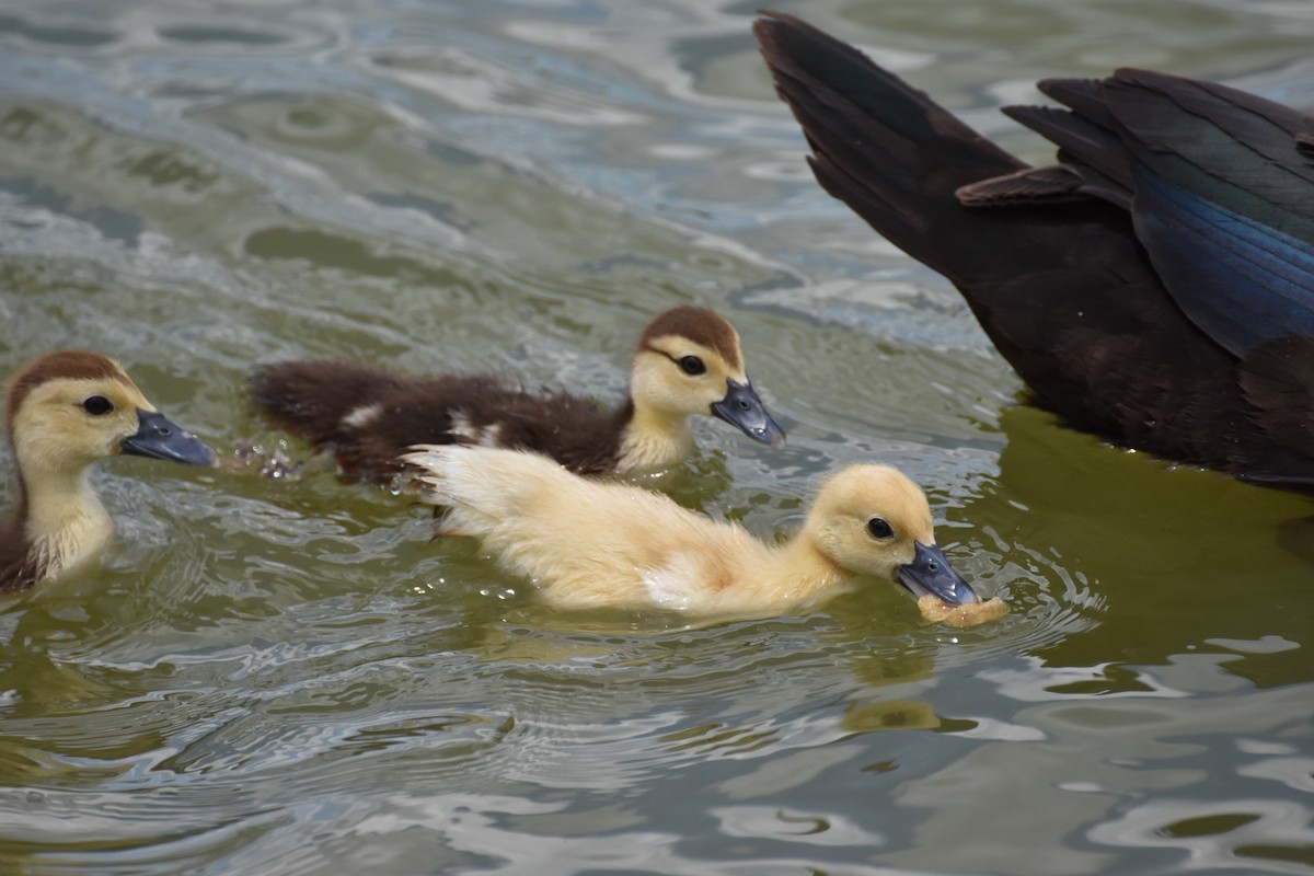 Muscovy Duck (Domestic type) - ML218657161