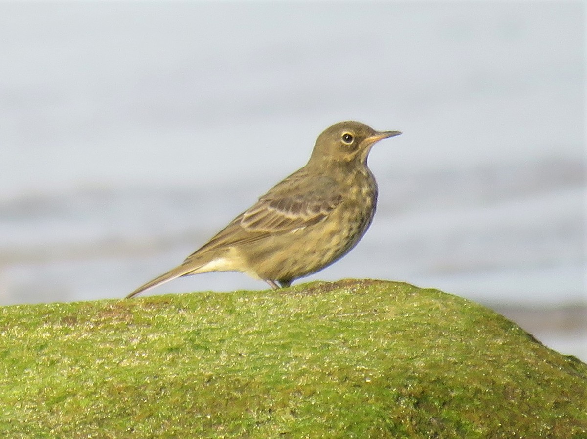 Strandpieper (petrosus/kleinschmidti) - ML218657901