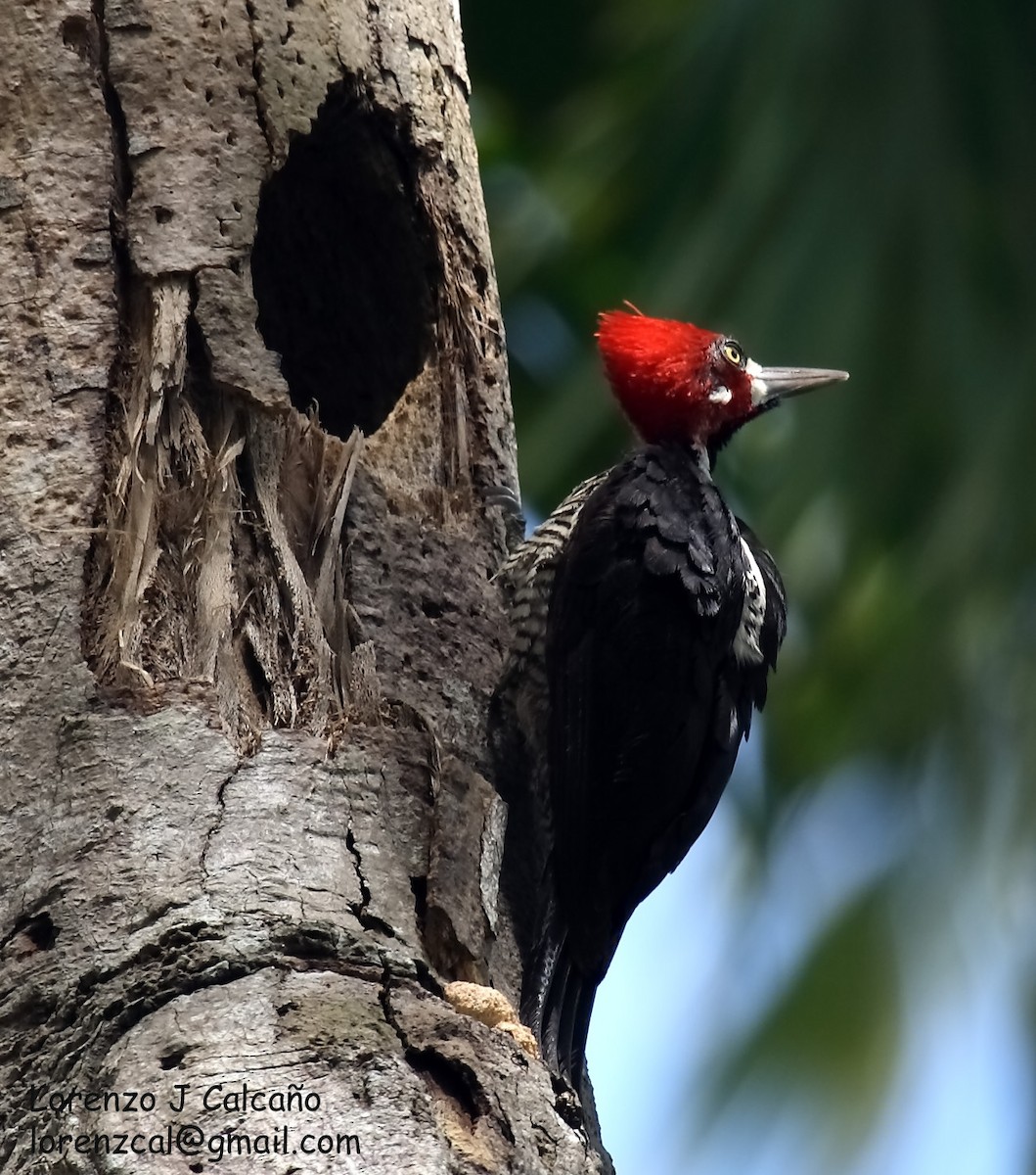 Crimson-crested Woodpecker - ML218660221
