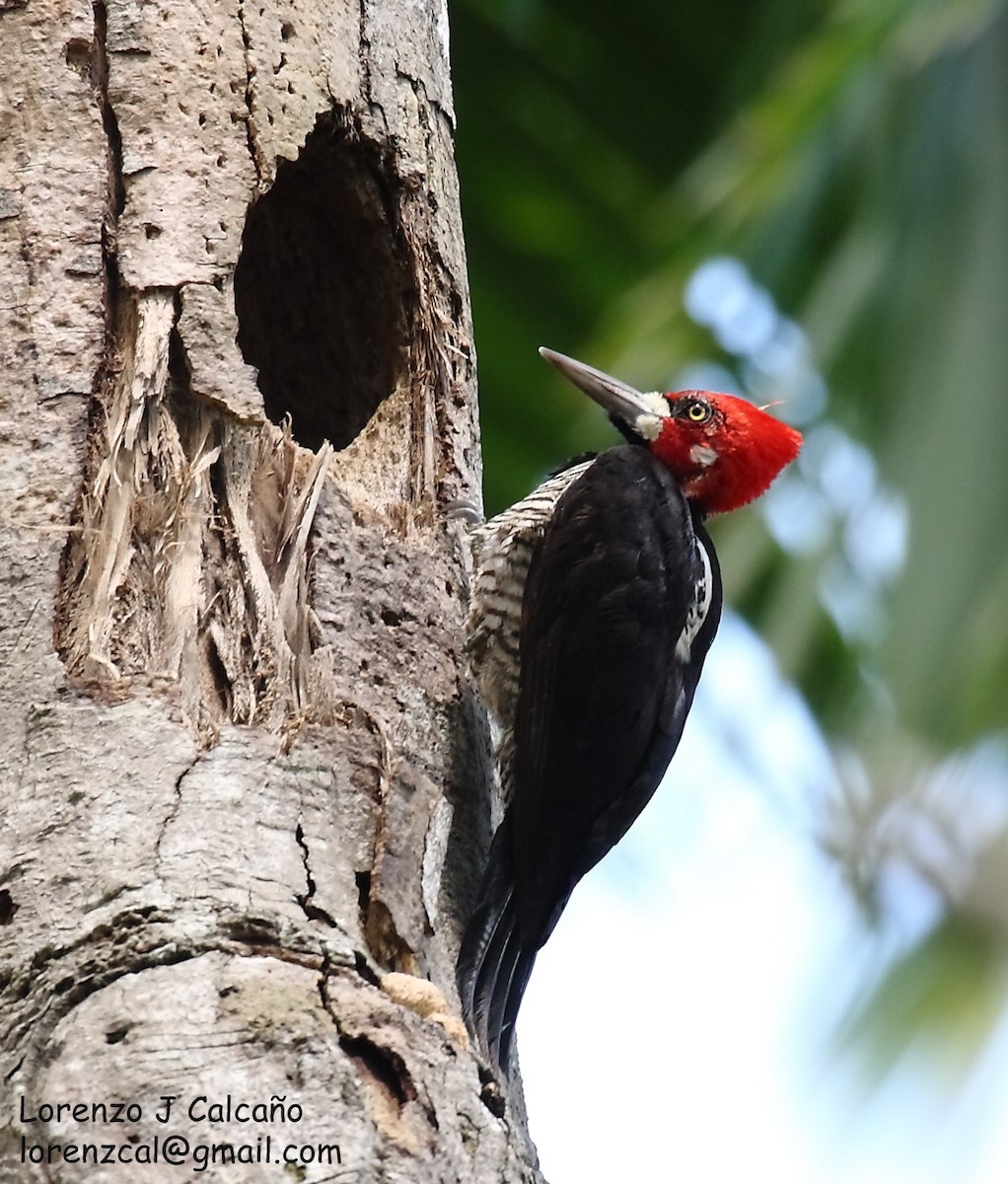 Crimson-crested Woodpecker - ML218660231