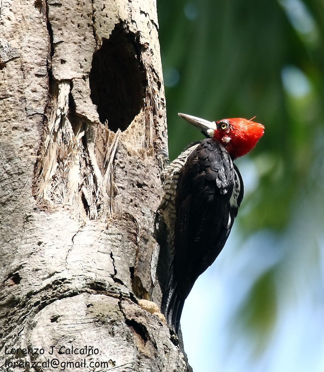 Crimson-crested Woodpecker - ML218660291