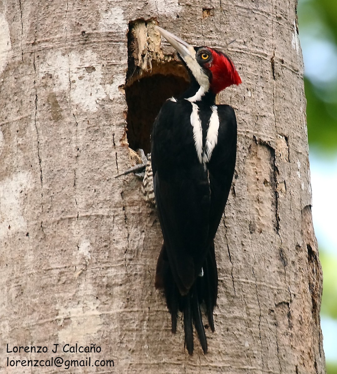 Crimson-crested Woodpecker - ML218660331