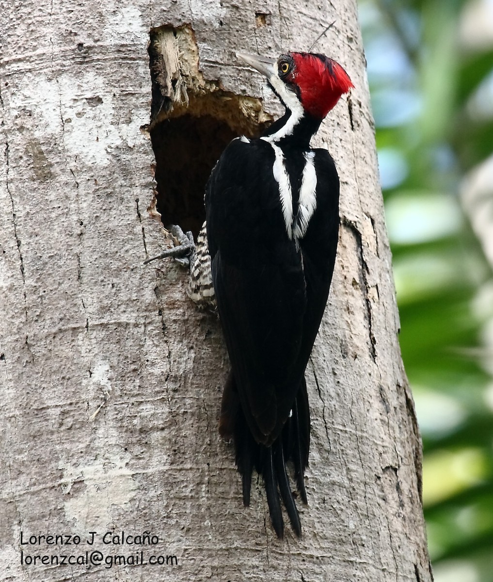 Crimson-crested Woodpecker - ML218660371
