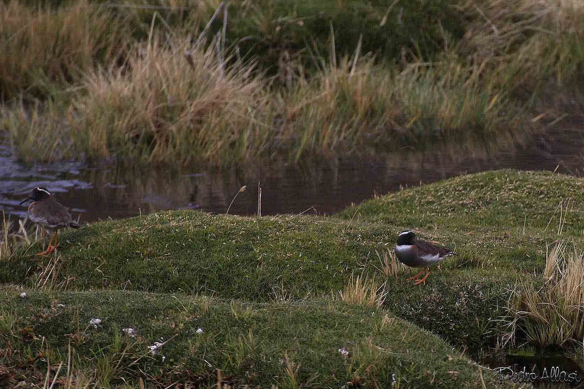 Diademed Sandpiper-Plover - ML21866051