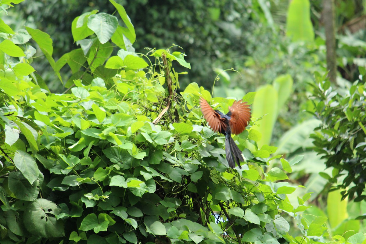 Greater Coucal - ML218660951